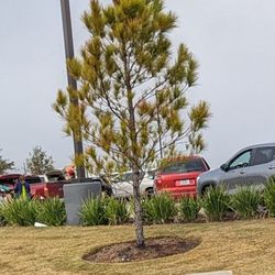 Nellis Auction - Line for pick up. No signs.
