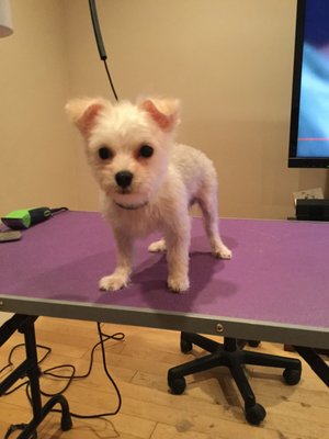 squeaky clean mobile grooming