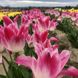 Holland America Flower Gardens