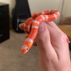 Albino Tangerine Honduran Milk Snake