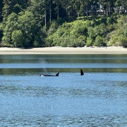 Orca pod T-137!