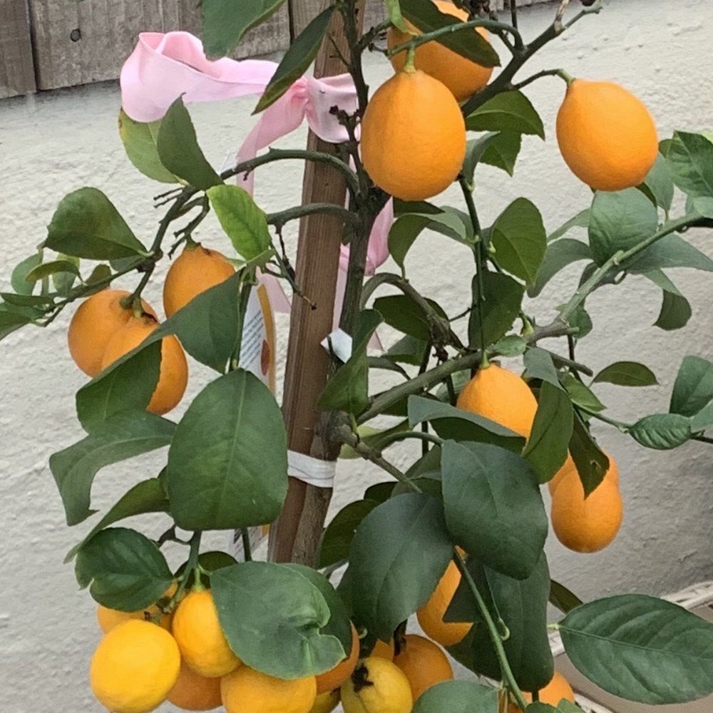 SF Plants - Lemons Lemons and More Lemons!! - Nurseries & Gardening Near Me - San Francisco, California SF Plants - Lemons Lemons and More Lemons!! - Nurseries & Gardening Near Me - San Francisco, California