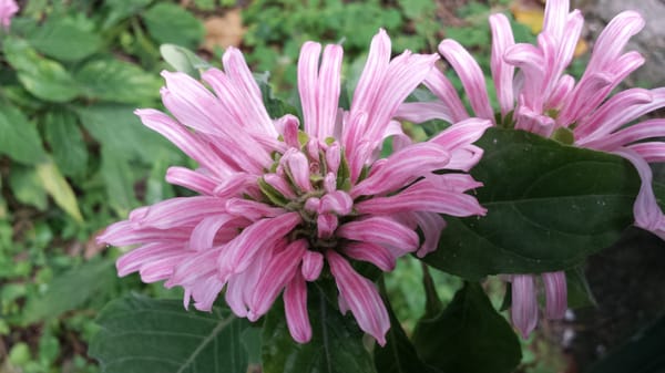 Giardini la Mortella by null