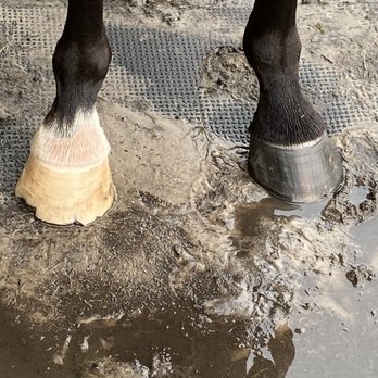 Hidden Palms Ranch - Let's hoof it! - Horseback Riding Near Me - Sanford, Florida Hidden Palms Ranch - Let's hoof it! - Horseback Riding Near Me - Sanford, Florida