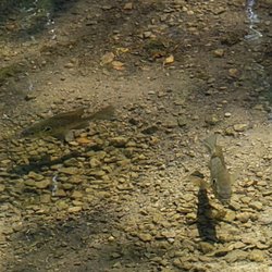 Pyramid State Park - Clear water... see the fishes