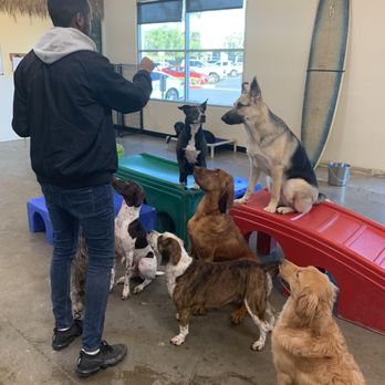 Learn Develop Grow Dogs - Dog Walkers Near Me Learn Develop Grow Dogs - Dog Walkers Near Me