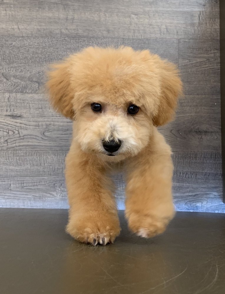 BLISS DOG GROOMING Updated August 2024 10 Photos Clifton, New