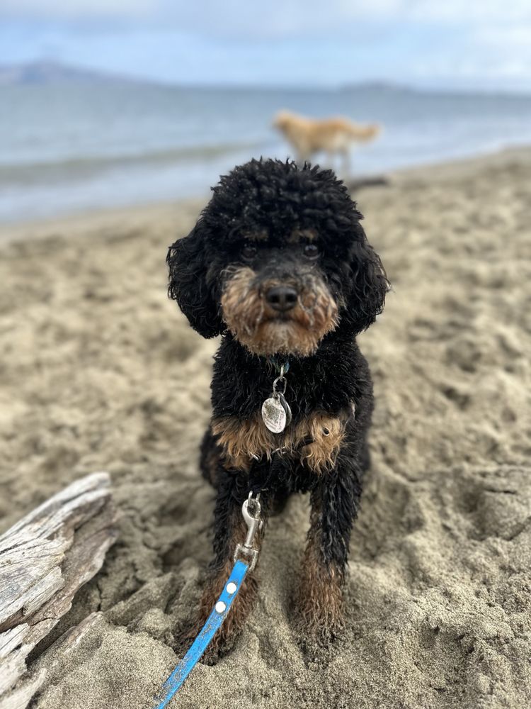 Who Let the Dogs Out! - pet boarding facility in San Francisco, CA