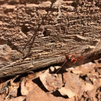 Stapley Pest Control - Pest Control Near Me Stapley Pest Control - Pest Control Near Me