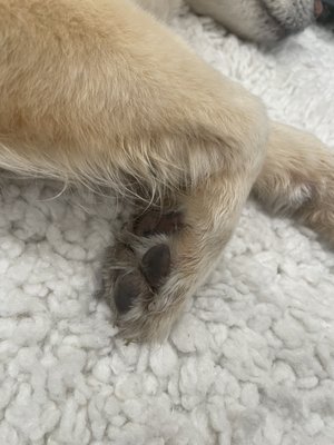 Citydog! Club by null