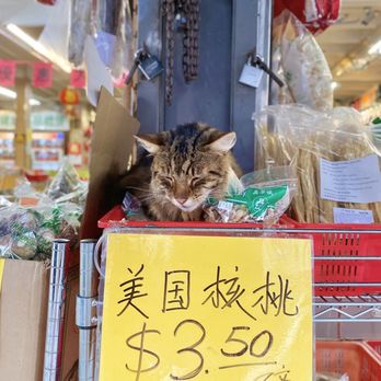 Chung Chou City - bodega cat: kinda crusty, very sleepy, does not react to pets (01/2024) - International Grocery Near Me - San Francisco, California Chung Chou City - bodega cat: kinda crusty, very sleepy, does not react to pets (01/2024) - International Grocery Near Me - San Francisco, California