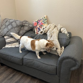 Melissa's Prestigious Pawz - Pet Training Near Me - Fort Worth, Texas Melissa's Prestigious Pawz - Pet Training Near Me - Fort Worth, Texas