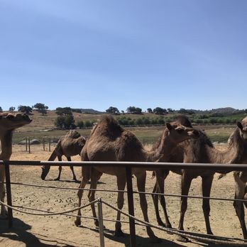 Oasis Camel Dairy - Camel Dairy - Attraction Farms Near Me - Ramona, California Oasis Camel Dairy - Camel Dairy - Attraction Farms Near Me - Ramona, California