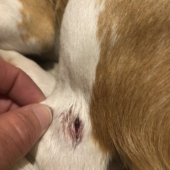 Must Love Dogs - Pet Groomers Near Me - Marietta, Georgia