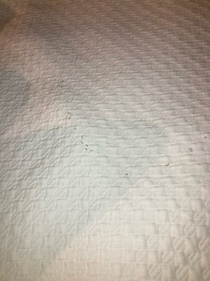 The Carlyle Inn by null