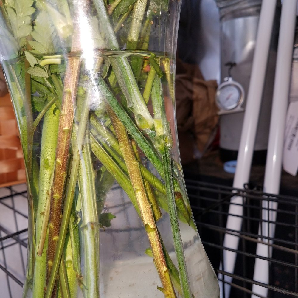 Enchanted Florist and More - Florists Near Me - Amarillo, Texas Enchanted Florist and More - Florists Near Me - Amarillo, Texas