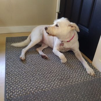 pretty pups mobile pet grooming