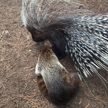 Pacodu Exotics - Zoos Near Me