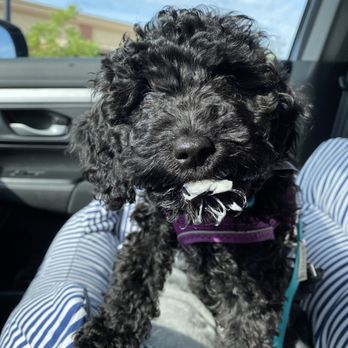 Starbucks - First pup cup from Starbucks. - Coffee & Tea Near Me - Northbrook, Illinois