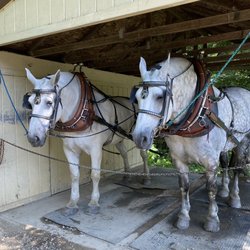 Lake Park Recreational Complex - Bill and Rock our lead horses