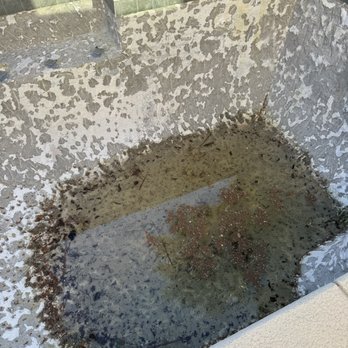 Designer Pool Services - Our pool was left as a "swamp" for a few weeks and started to smell. Some of this was out of Barry's control though due to weather. - Pool & Hot Tub Service Near Me - Las Vegas, Nevada