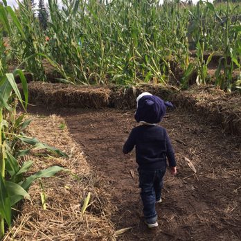 Fir Point Farms - Little person "maze". - Fruits & Veggies Near Me - Aurora, Oregon Fir Point Farms - Little person "maze". - Fruits & Veggies Near Me - Aurora, Oregon