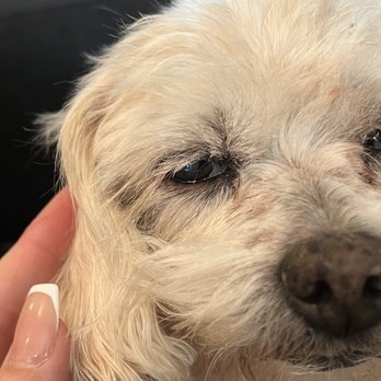 Ohana Paws - Cut and bleeding in several spots on her face and ears - Pet Groomers Near Me - Rialto, California Ohana Paws - Cut and bleeding in several spots on her face and ears - Pet Groomers Near Me - Rialto, California