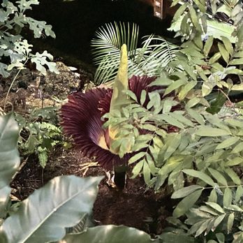 United States Botanic Garden - From the second floor walkway - Botanical Gardens Near Me - Washington, DC, District of Columbia United States Botanic Garden - From the second floor walkway - Botanical Gardens Near Me - Washington, DC, District of Columbia