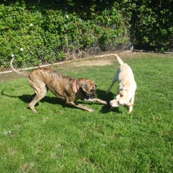 Badger Creek Kennels - Mimi and Mattie