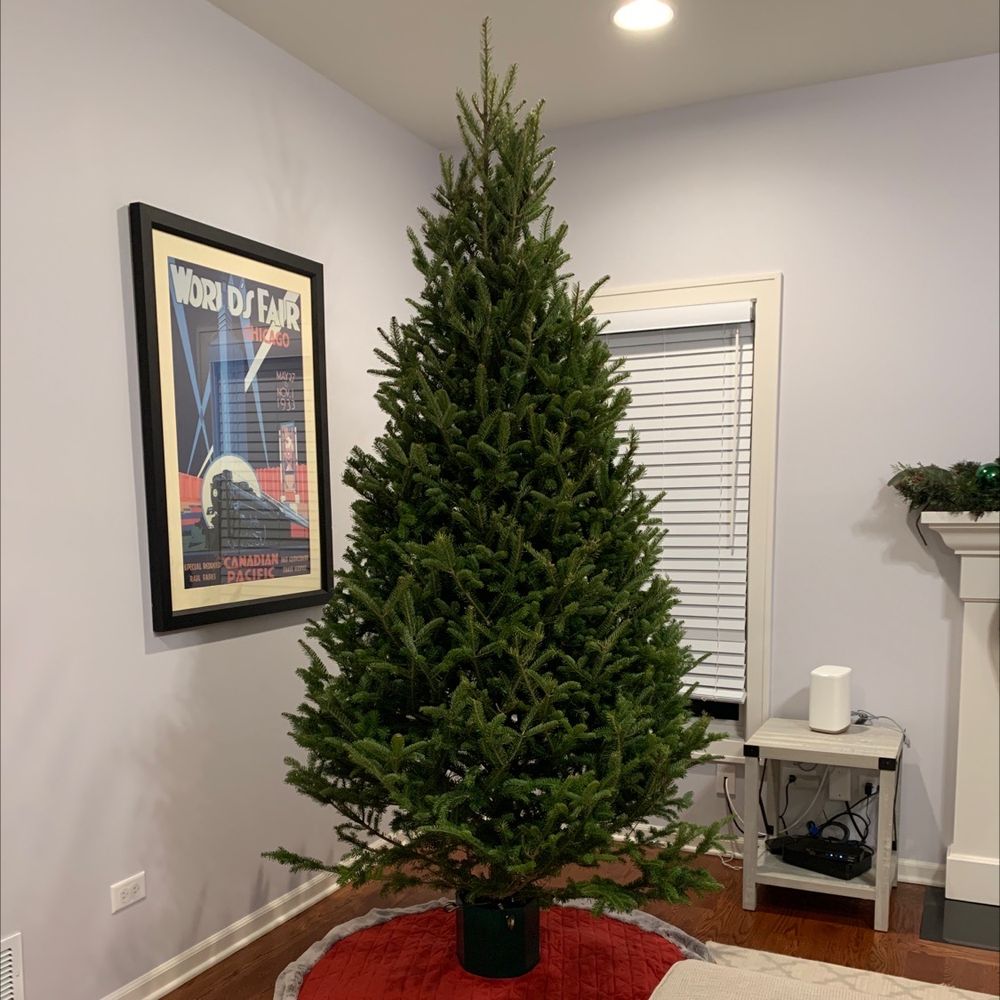 L & M TREE FARM Updated September 2024 1290 E Chicago Ave