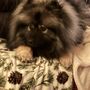 Photo of Place Four Paws