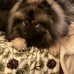 Place Four Paws - Zeus