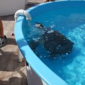 Loggerhead Marinelife Center - Community Service/Non-Profit Near Me - Juno Beach, Florida