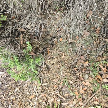 Perez Landscaping and Lawn Maintenance - Grass clippings dumped on my yard - Landscaping Near Me Perez Landscaping and Lawn Maintenance - Grass clippings dumped on my yard - Landscaping Near Me