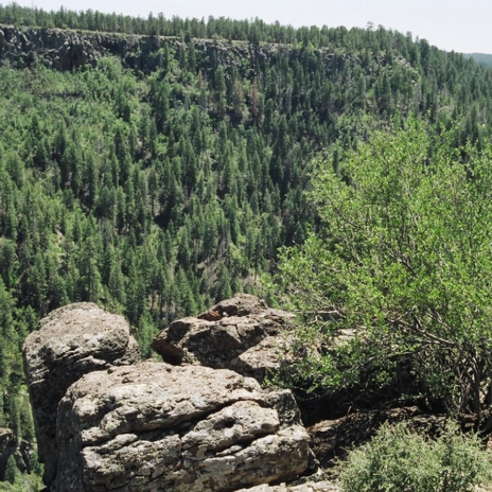 Coconino National Forest - Public Services & Government Near Me - Flagstaff, Arizona Coconino National Forest - Public Services & Government Near Me - Flagstaff, Arizona