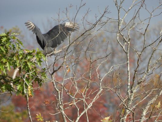 Hawks Nest State Park by null