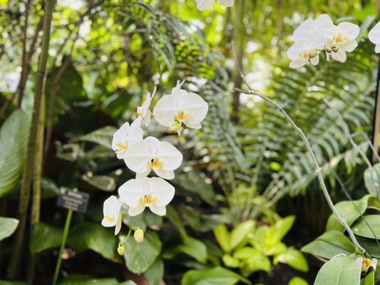 Olbrich Botanical Gardens by null