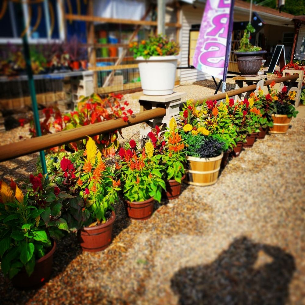 FLOWERS BY SHAYNA Updated May 2024 51 Photos 216 Grant St, Walker