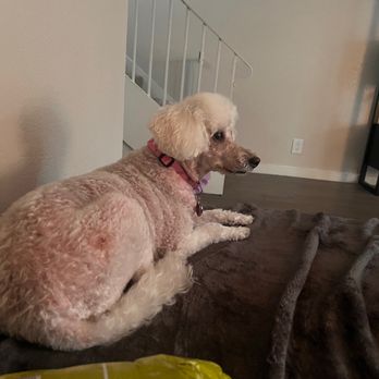 Back Bay Veterinary Hospital - My precious poodle princess Honey a week before she died - Veterinarians Near Me - Newport Beach, California