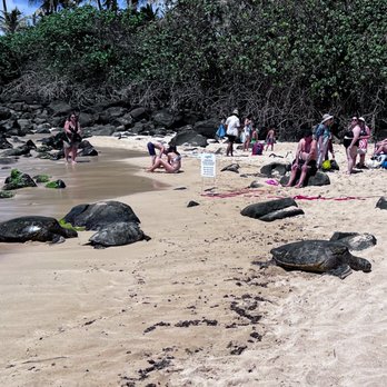 Laniakea Beach - Trio of Honus with spectators respecting their space. - Beaches Near Me - Haleiwa, Hawaii Laniakea Beach - Trio of Honus with spectators respecting their space. - Beaches Near Me - Haleiwa, Hawaii