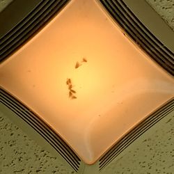 Super 8 by Wyndham Corydon - Flies in light