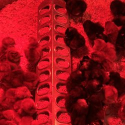JB New Feed Store - Plymouth pullets/ Rhode Island reds 1/9/25