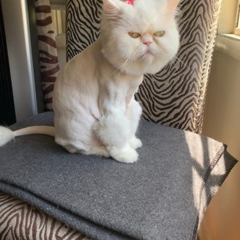Lucky Paws Mobile Pet Grooming - Lion Cut - Pet Groomers Near Me