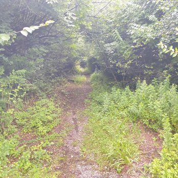 Hays Woods - Trail at Hays Woods - Parks Near Me - Baldwin, Pennsylvania