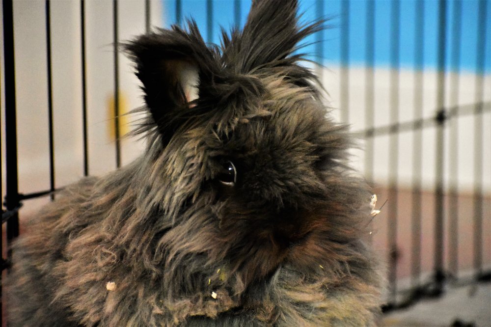 Pup 'N Pals - pet boarding facility in Bedford, NH