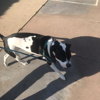 Dawggystyle  - Had fun, made a new friend. Thanks Cass! - Pet Training Near Me