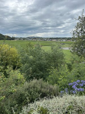 Mission Estate Winery by null