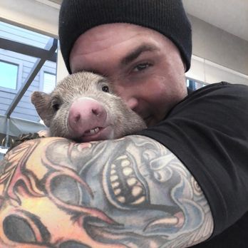 SoCalMiniPigs - Pet Breeders Near Me - Valley Center, California