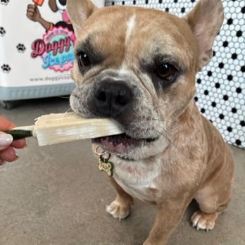 Fit & Go Pets - they offer dog popsicles too! - Dog Walkers Near Me - Miami, Florida Fit & Go Pets - they offer dog popsicles too! - Dog Walkers Near Me - Miami, Florida