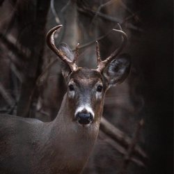 Palmer Park - Deer